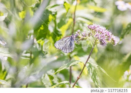 【北海道_知床半島】フジバカマとエゾシロチョウ（藤袴と蝦夷白蝶） 117716235