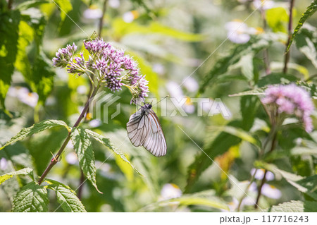 【北海道_知床半島】フジバカマとエゾシロチョウ(藤袴と蝦夷白蝶) 【北海道_知床半島】フジバカマとエゾシロチョウ(藤袴と蝦夷白蝶) 117716243