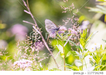 【北海道_知床半島】フジバカマとエゾシロチョウ（藤袴と蝦夷白蝶） 117716248