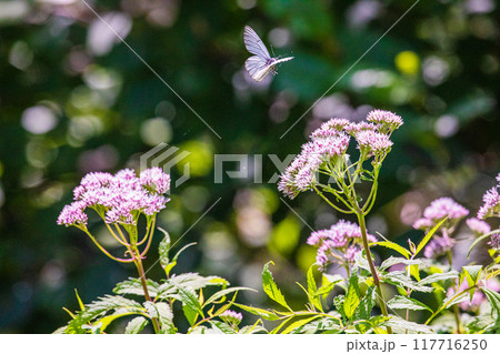 【北海道_知床半島】フジバカマとエゾシロチョウ(藤袴と蝦夷白蝶) 【北海道_知床半島】フジバカマとエゾシロチョウ(藤袴と蝦夷白蝶) 117716250