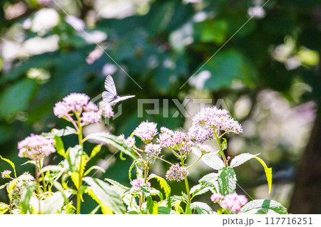 【北海道_知床半島】フジバカマとエゾシロチョウ（藤袴と蝦夷白蝶） 117716251