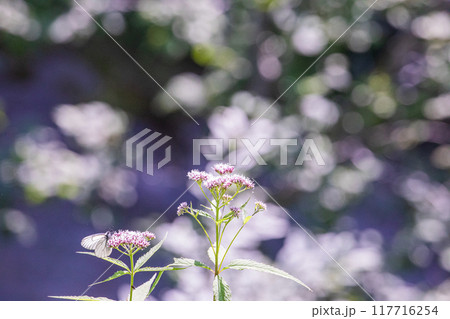 【北海道_知床半島】フジバカマとエゾシロチョウ(藤袴と蝦夷白蝶) 【北海道_知床半島】フジバカマとエゾシロチョウ(藤袴と蝦夷白蝶) 117716254