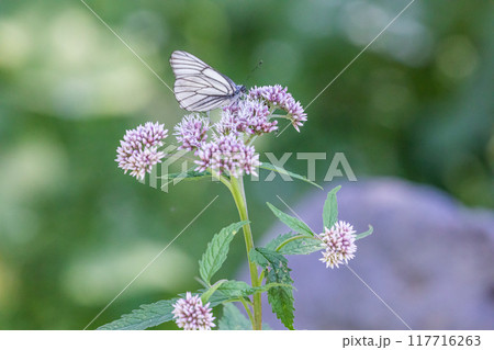 【北海道_知床半島】フジバカマとエゾシロチョウ(藤袴と蝦夷白蝶) 【北海道_知床半島】フジバカマとエゾシロチョウ(藤袴と蝦夷白蝶) 117716263