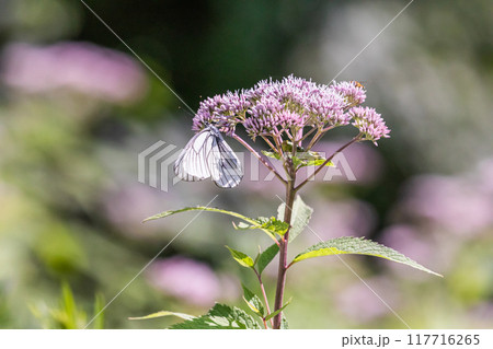 【北海道_知床半島】フジバカマとエゾシロチョウ(藤袴と蝦夷白蝶) 【北海道_知床半島】フジバカマとエゾシロチョウ(藤袴と蝦夷白蝶) 117716265