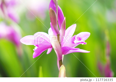 光を浴びて咲くシラン 117716335