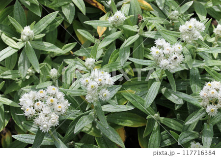Pearly everlasting white flowers Pearly everlasting white flowers 117716384