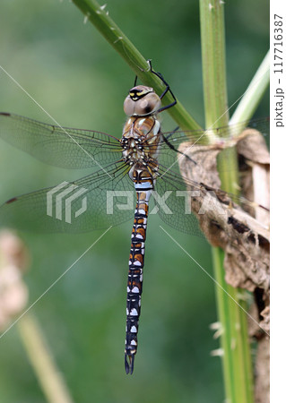 Male migrant hawker dragonfly resting on plant stem 117716387