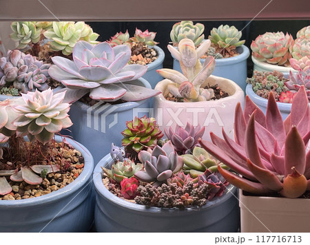 Succulent Echeveria plant flowers in ceramic pot at home, hobby 117716713