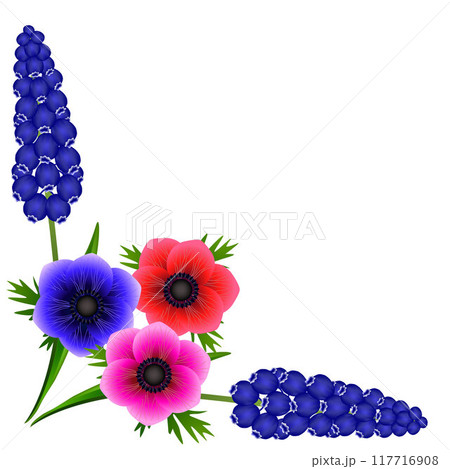 Corner with hyacinths of muscarinic blue grapes and anemones, flowers on a white background. 117716908