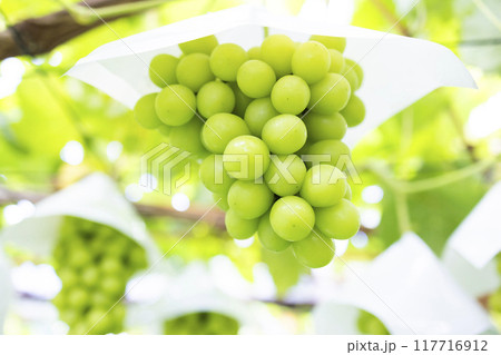 美味しそうなシャインマスカット 美味しそうなシャインマスカット 117716912