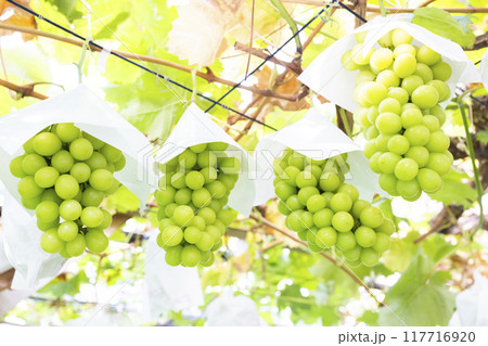 美味しそうなシャインマスカット 117716920