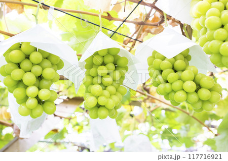 美味しそうなシャインマスカット 117716921
