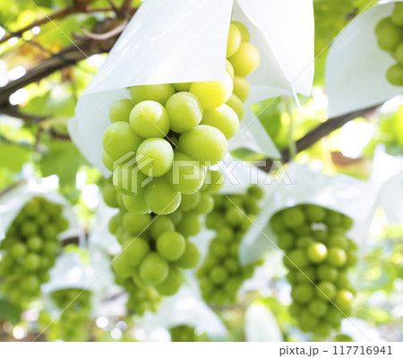 美味しそうなシャインマスカット 117716941