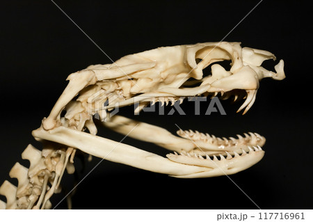 Close up snake head bone on black background Close up snake head bone on black background 117716961