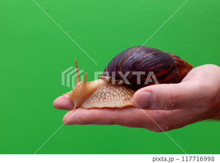 Big brown snail Achatina on hand. The African snail. 117716998