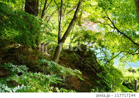 湖畔までの道 117717144