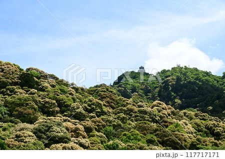 ツブラジイが見頃の金華山と岐阜城 117717171