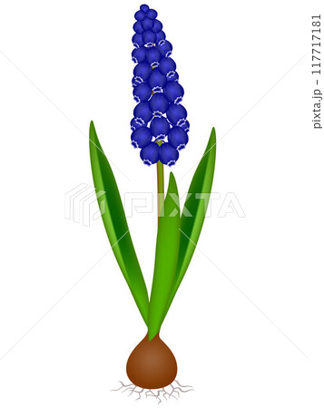 Muscari blue grape hyacinth plant with light bulb, isolated on white background. Muscari blue grape hyacinth plant with light bulb, isolated on white background. 117717181