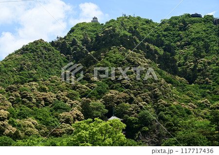 ツブラジイが見頃の岐阜城金華山 ツブラジイが見頃の岐阜城金華山 117717436