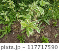 plant growing in the garden	 117717590