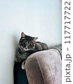 cute tabby cat sitting on the sofa and looking at the camera	 117717722