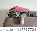 rapper cat with a pink cap lies on the sofa	 117717724