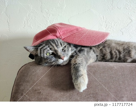 rapper cat with a pink cap lies on the sofa	 117717724