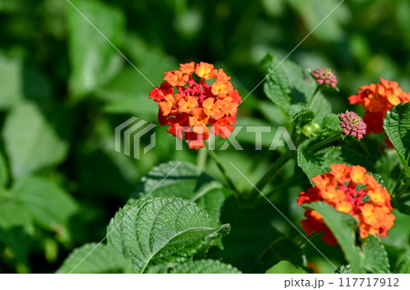 ランタナ 117717912