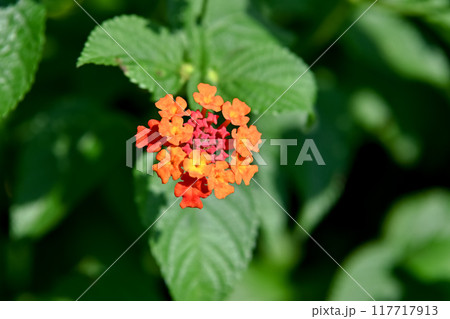 ランタナ ランタナ 117717913