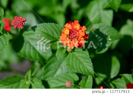 ランタナ 117717915