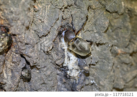 カブトムシのメス カブトムシのメス 117718121