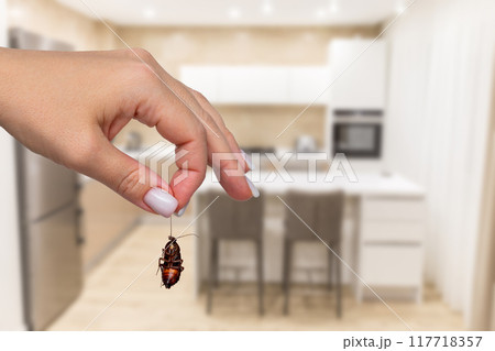 Dead cockroach in hand in contemporary kitchen. Concept of pest control and maintaining clean living space 117718357