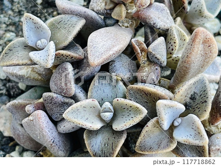 Lenophyllum Guttatum, floral succulent background 117718862