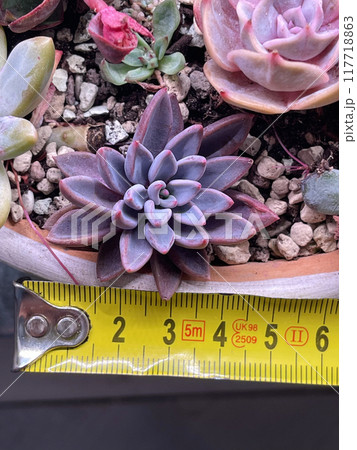 Bright Purple Echeveria Sugar Jelly with yellow ruler. Succulent propagation 117718863