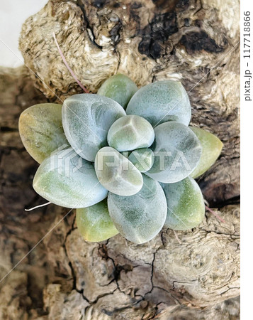 Fleshy leaves of Pachyphytum Sky Beauty on woden background Fleshy leaves of Pachyphytum Sky Beauty on woden background 117718866