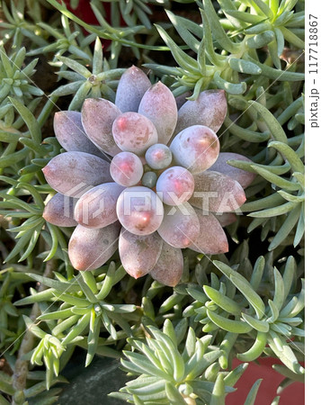 Korean Pachyphytum machucae baby finger succulent rosette on green background Korean Pachyphytum machucae baby finger succulent rosette on green background 117718867