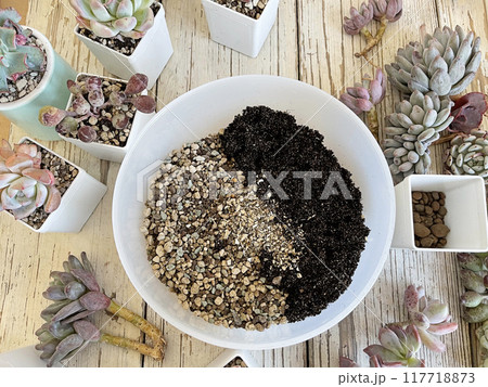 Houseplant propagation and planting concept, top view Houseplant propagation and planting concept, top view 117718873