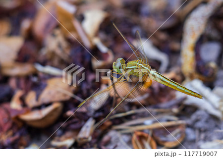 The dragonfly sits at the end of a small twig against the background of dried dry grass and peeps at its future prey, waiting in ambush 117719007
