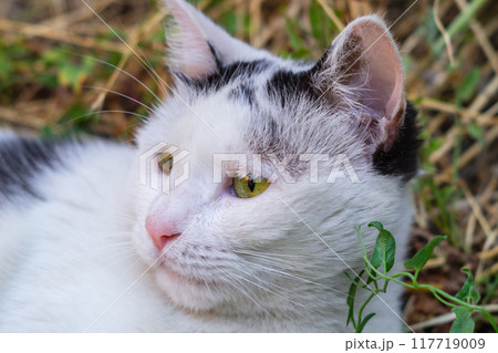 A close-up of the cat's face lying and staring to the left. Animals interested in something distant A close-up of the cat's face lying and staring to the left. Animals interested in something distant 117719009