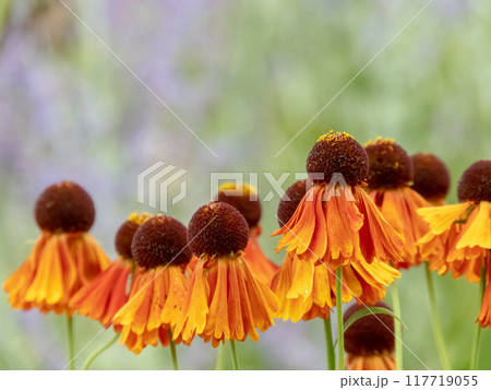Helenium hybrid daisy-like orange flowers with globe-like center closeup Helenium hybrid daisy-like orange flowers with globe-like center closeup 117719055