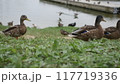A group of beautiful male and female ducks swim in the lake. Ducks are walking along the shore. The concept of nature, environmental protection. 117719336
