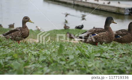 A group of beautiful male and female ducks swim in the lake. Ducks are walking along the shore. The concept of nature, environmental protection. A group of beautiful male and female ducks swim in the lake. Ducks are walking along the shore. The concept of nature, environmental protection. 117719336