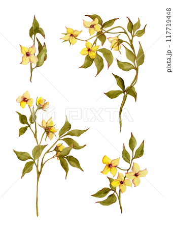 Spring flowers. Yellow buttercups. Watercolor wild flowers set. Floral isolated green twig for your design Spring flowers. Yellow buttercups. Watercolor wild flowers set. Floral isolated green twig for your design 117719448