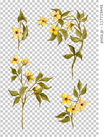 Spring flowers. Yellow buttercups. Watercolor wild flowers set. Floral isolated green twig for your design Spring flowers. Yellow buttercups. Watercolor wild flowers set. Floral isolated green twig for your design 117719448
