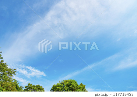 夏の雲と木立 117719455
