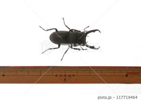 コクワガタの大きさ コクワガタの大きさ 117719464