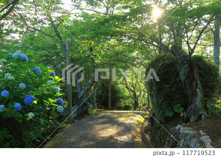 紫陽花が咲く頃の正福寺山公園 (東広島市) 117719523