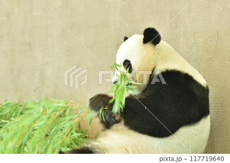 食事中のジャイアントパンダ 117719640