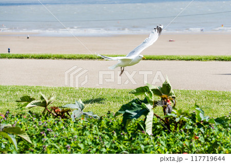 遠浅の砂浜の近くの緑の上を羽ばたく大きいカモメ　南ウェールズの郊外にて 117719644