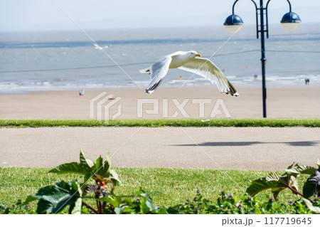 遠浅の砂浜の近くの緑の上を羽ばたく大きいカモメ 南ウェールズの郊外にて 遠浅の砂浜の近くの緑の上を羽ばたく大きいカモメ 南ウェールズの郊外にて 117719645